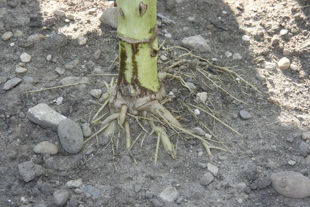 sunflower root for cervical osteochondrosis